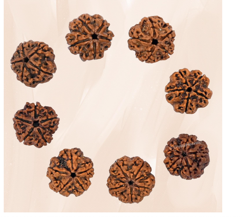 NaturalCertified 5 Mukhi Rudraksha from Nepal