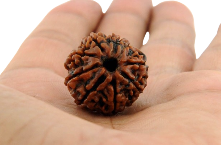 7 Mukhi Rudraksha Bead