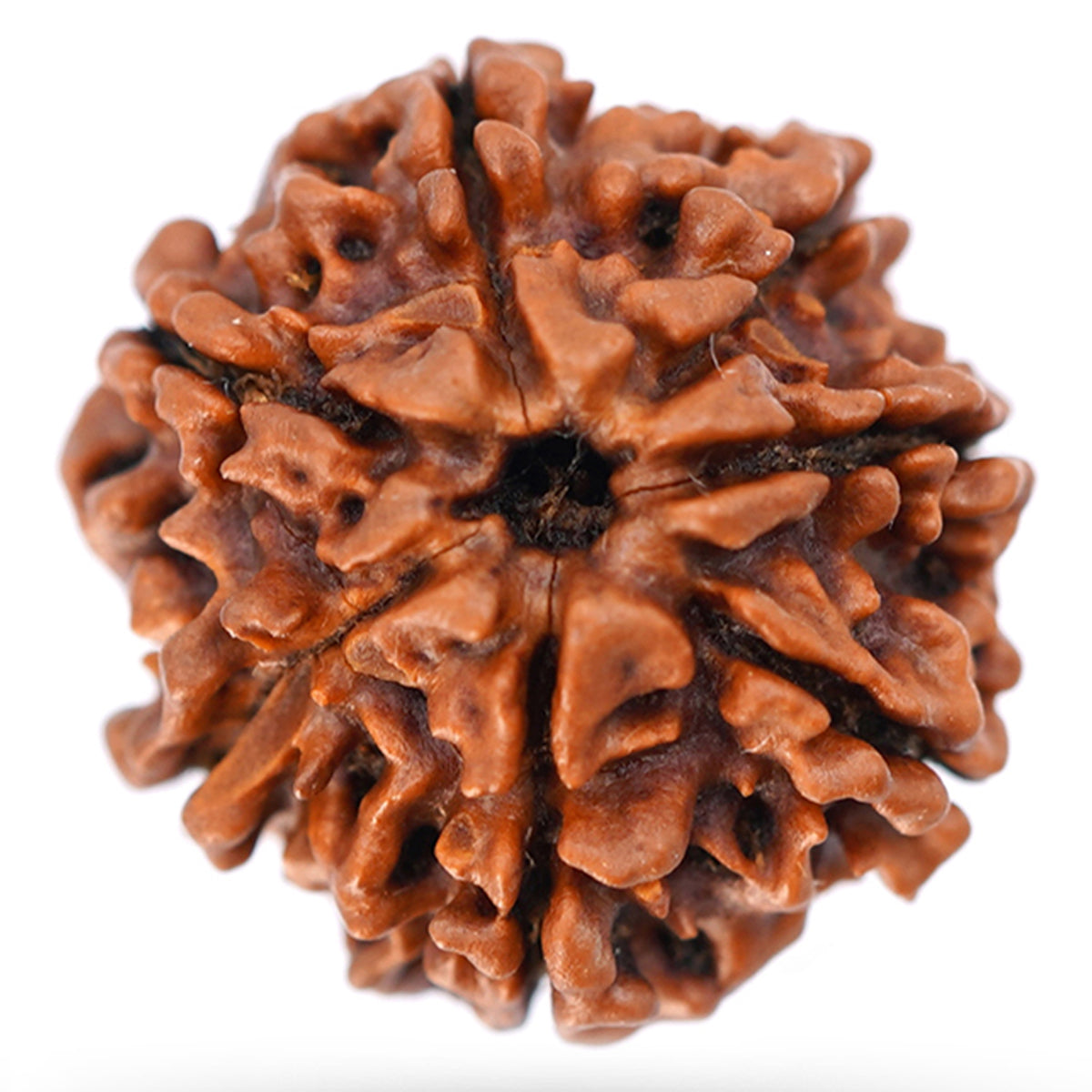 7 Mukhi Rudraksha Bead